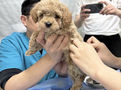 -美联众合动物医院·24h京西诊疗中心