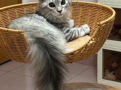 -小猫来了猫舍(福田店)