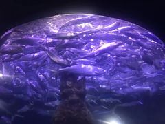 -厦门海底世界