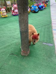 -萌宠亲子动物乐园(槐房万达店)