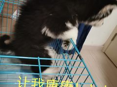 -翊宠yipet猫狗购宠庄园犬舍•猫舍