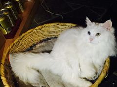 iphone_upload_pic-Anne猫窝咖啡屋