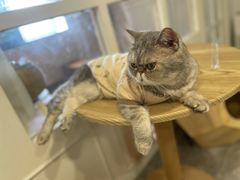 -楼上猫咖(罗湖店)