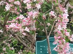 -洛阳市隋唐城遗址植物园