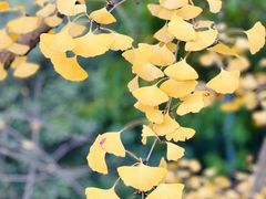 -重庆市江北嘴中央商务区中央公园