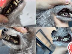 -帕帕拉兹宠物(亚洲旗舰店)