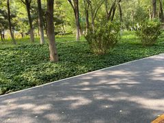 -大兴滨河森林公园