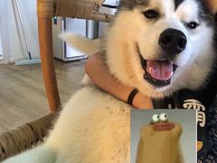 -Husky Go! 哈士奇体验馆·宠物咖啡厅狗咖