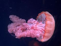 -亚龙湾海底世界