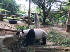 -深圳野生动物园
