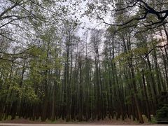 -上海共青森林公园