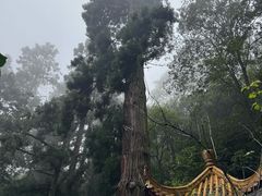 -天目山大树王景区