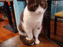 -猫小院猫主题咖啡厅(北锣店)