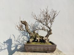 -无锡梅园公园