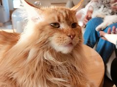 -猫腻·猫咖·撸猫馆(星光大道店)