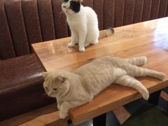-猫小院猫主题餐厅(三里屯店)