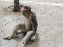 -武汉动物园