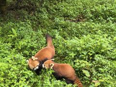 -都江堰中华大熊猫苑