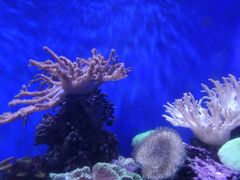 -青岛海底世界-水族馆