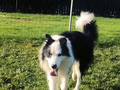 -趣玩宠物乐园寄养训犬训狗游泳池