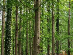 -黄海国家森林公园