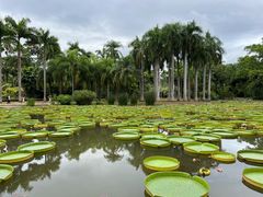 -中国科学院西双版纳热带植物园