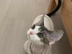 -Bastet sally猫舍购宠(静安店)