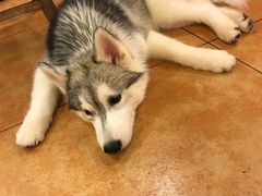 -more than meow吴止猫主题餐厅(承德 中船汇店)