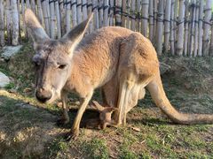 -泉州海丝野生动物世界