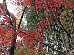 -秋霞圃