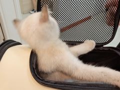 -瑞派康怡24h宠物医院·犬猫医疗中心·微创绝育(瑞景分院)