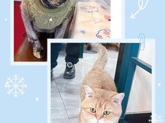 -猫小院猫主题餐厅(南锣旗舰店)