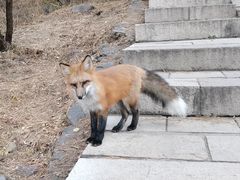 -北京十三陵国家森林公园蟒山景区