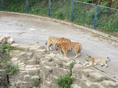 -大连森林动物园