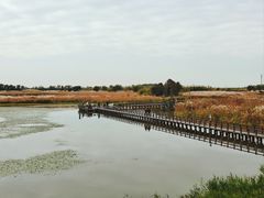 -宁波杭州湾国家湿地公园