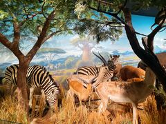 -陕西自然博物馆