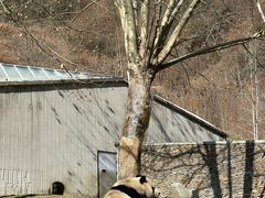 -卧龙中华大熊猫苑神树坪基地