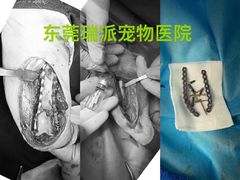 -东莞宠友24H宠物中心医院·转诊夜诊·异宠(新河北路院)