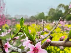 -南汇桃花村