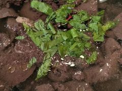 -鹅滋道(甘坑古镇店)