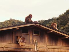 -岚山猴子公园