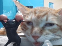 -爱诺耐芙动物医院(万博店)