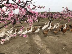 -樂桃源奉贤黄桃种植采摘基地