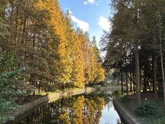 -上海滨江森林公园