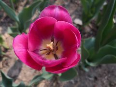 -长春公园(普阳街道)