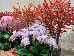 -双季花艺园艺市场(浦东店)