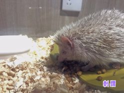 -Moni星球萌宠·小马宝莉·灵蛇·高端高阶全萌宠互动体验俱乐部(红豆国际广场店)