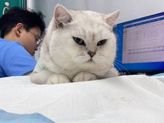 -博特宠物医院24h犬猫全科.骨科·异宠