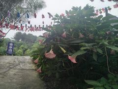 -金水泊山庄·花椒鸡(铁山坪店)