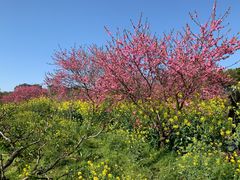 -南汇桃花村